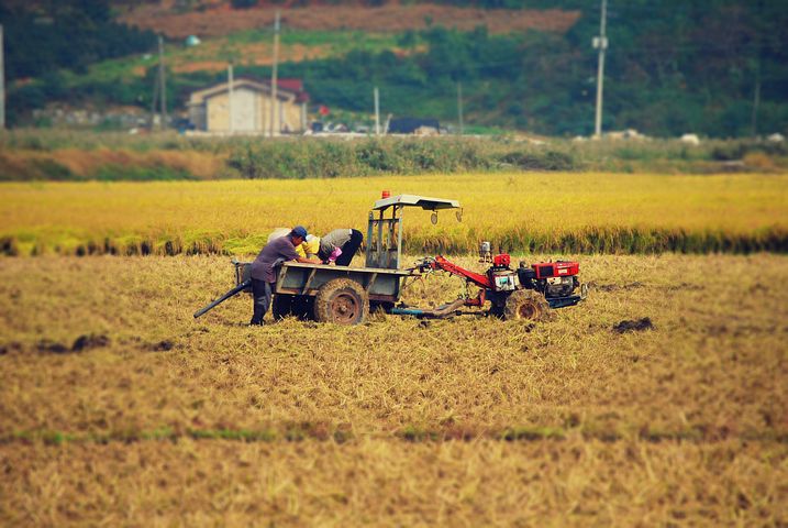 Giá gạo xuất khẩu của Việt Nam nhiều thời điểm vượt Thái Lan, đạt mức cao nhất thế giới. (Ảnh minh họa: kho ảnh Pixabay)